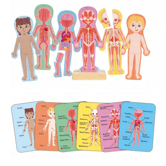 Hape Magnetic Human Body Wooden Puzzle Hape-Toy-Market